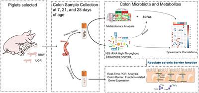 Metabolome, microbiome, and gene expression alterations in the colon of newborn piglets with intrauterine growth restriction